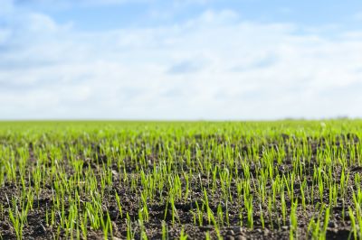 Seasonal Grass Growth