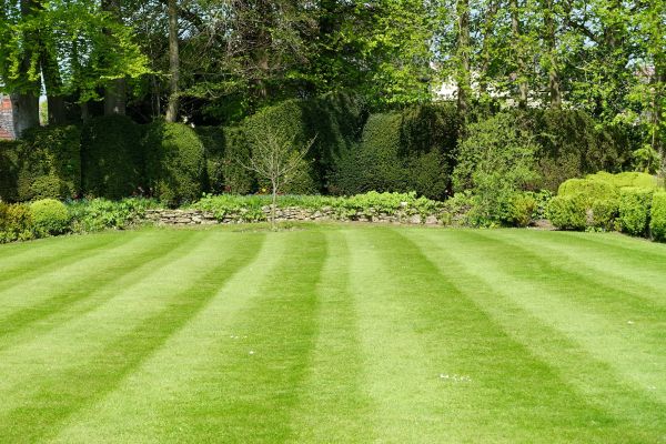 Grass Care Service in College Station