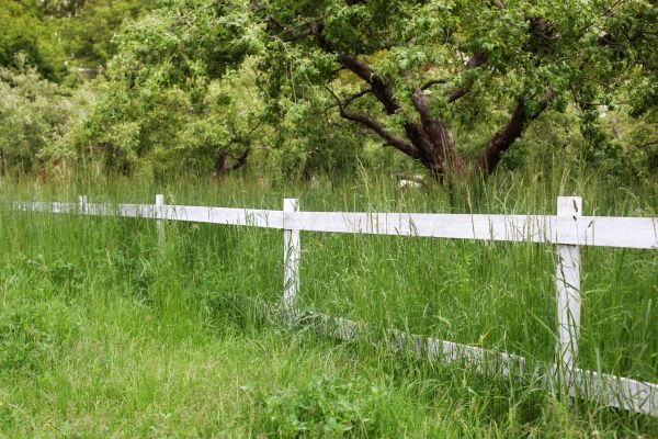 Fence Line Trimming in College Station