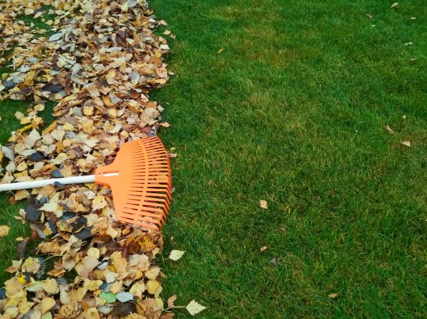 Fall Lawn Care in College Station